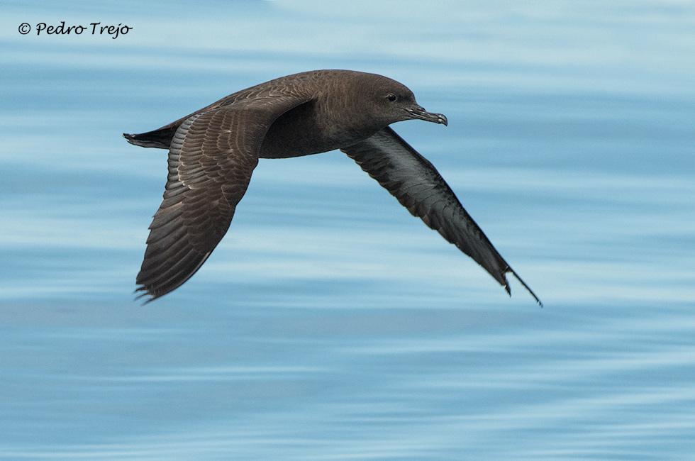 Pardela sombria (Puffinus griseus)